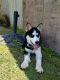 Siberian Husky Puppies for sale in Lancaster, PA, USA. price: $1,200