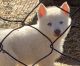 Siberian Husky Puppies for sale in Stillwater, OK, USA. price: $200