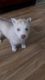 Siberian Husky Puppies for sale in Pennsauken Township, NJ, USA. price: NA