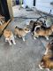 Siberian Husky Puppies for sale in Corpus Christi, TX, USA. price: $400