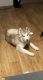 Siberian Husky Puppies for sale in Houston, TX, USA. price: $650
