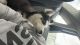 Siberian Husky Puppies for sale in Mechanicsburg, PA, USA. price: $700