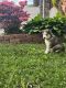 Siberian Husky Puppies for sale in Camden, NJ, USA. price: NA
