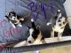 Siberian Husky Puppies for sale in Fort Worth, TX, USA. price: $250