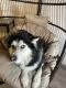 Siberian Husky Puppies for sale in Boulder, CO, USA. price: $20