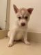 Siberian Husky Puppies for sale in Southfield, MI, USA. price: NA
