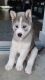 Siberian Husky Puppies for sale in Miami, FL, USA. price: $800