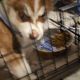 Siberian Husky Puppies for sale in Pomona, CA, USA. price: $900