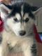 Siberian Husky Puppies for sale in Peyton, CO 80831, USA. price: $100,000