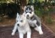 Siberian Husky Puppies for sale in Orlando, FL, USA. price: $700