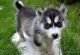 Siberian Husky Puppies for sale in Orlando, FL, USA. price: $700