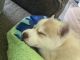 Siberian Husky Puppies for sale in Paso Robles, CA 93446, USA. price: $600