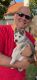 Siberian Husky Puppies for sale in Porter Ranch, Los Angeles, CA 91326, USA. price: NA