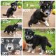 Siberian Husky Puppies for sale in Charlotte, NC, USA. price: $600