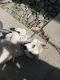 Siberian Husky Puppies for sale in Woodland, CA, USA. price: $300