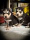 Siberian Husky Puppies for sale in Westland, MI, USA. price: $1,750