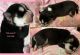 Siberian Husky Puppies for sale in Flippin, AR, USA. price: NA