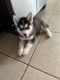 Siberian Husky Puppies for sale in Kissimmee, FL 34758, USA. price: $900