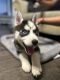 Siberian Husky Puppies for sale in Bridgeport, CT, USA. price: NA