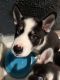 Siberian Husky Puppies for sale in Fort Worth, TX, USA. price: $200