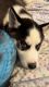 Siberian Husky Puppies for sale in 3950 Bronx Blvd, Bronx, NY 10466, USA. price: NA