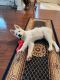 Siberian Husky Puppies for sale in Concord, NC, USA. price: $1,000