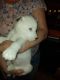 Siberian Husky Puppies for sale in Palisades Park, NJ 07650, USA. price: $500