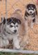 Siberian Husky Puppies for sale in Robbins, NC, USA. price: $400