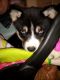 Siberian Husky Puppies for sale in East Flat Rock, NC 28726, USA. price: $250