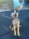 Siberian Husky Puppies for sale in Fort Meade, FL, USA. price: $1,350