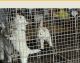 Siberian Husky Puppies for sale in Covington, GA, USA. price: $700