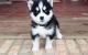 Siberian Husky Puppies for sale in New York, NY, USA. price: $350