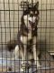 Siberian Husky Puppies for sale in Arlington, TX 76017, USA. price: $750