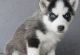 Siberian Husky Puppies for sale in Miami, FL, USA. price: $700