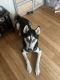 Siberian Husky Puppies for sale in Chicago, IL, USA. price: $600