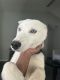 Siberian Husky Puppies for sale in Altamonte Springs, FL 32714, USA. price: NA