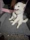 Siberian Husky Puppies for sale in Las Vegas, NV, USA. price: $800