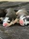 Siberian Husky Puppies for sale in San Gabriel, CA, USA. price: $300