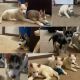 Siberian Husky Puppies for sale in Edison, NJ, USA. price: $300