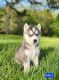 Siberian Husky Puppies for sale in South Shore, KY 41175, USA. price: $750