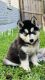 Siberian Husky Puppies for sale in Portland, TX, USA. price: $500
