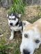 Siberian Husky Puppies for sale in Chula Vista, CA, USA. price: NA