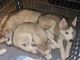 Siberian Husky Puppies for sale in Berwyn, IL 60402, USA. price: NA