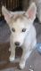 Siberian Husky Puppies for sale in Berwyn, IL 60402, USA. price: $500