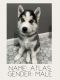 Siberian Husky Puppies for sale in Brentwood, PA 15227, USA. price: $1,150