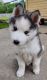 Siberian Husky Puppies for sale in Bartlett, TX 76511, USA. price: $400
