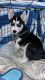 Siberian Husky Puppies for sale in Newark, DE, USA. price: $1,500