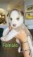 Siberian Husky Puppies for sale in Miramar, FL, USA. price: $400