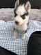 Siberian Husky Puppies for sale in Frederick, MD 21702, USA. price: NA