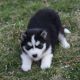 Siberian Husky Puppies for sale in Peoria, IL, USA. price: $350